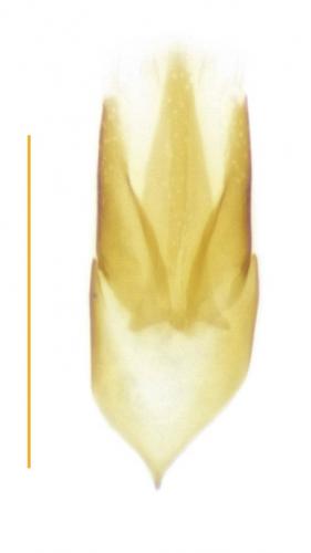 Normandia nitens