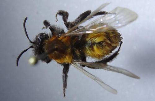 Andrena fulva