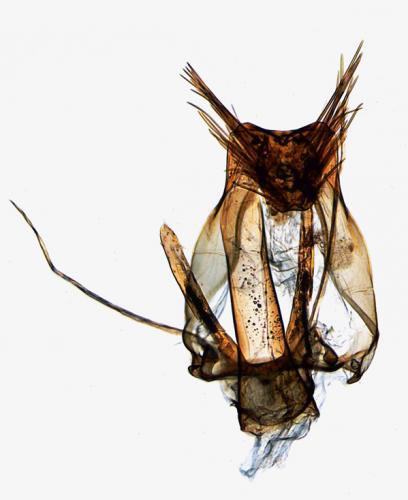 Carpatolechia fugacella
