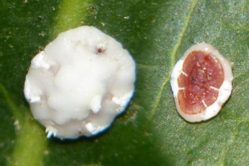 Réf. 195 953 : Ceroplastes sp.