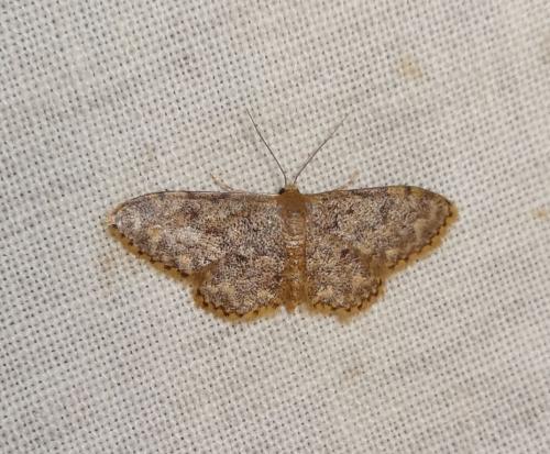 Réf. 195 829 : Idaea blaesii