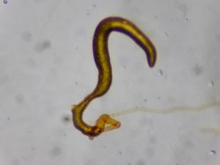Réf. 195 956 : Chrysolina graminis