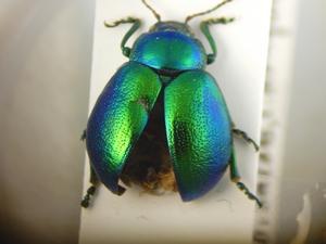 Chrysolina graminis