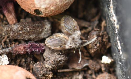 Réf. 195 265 : Clogmia albipunctata