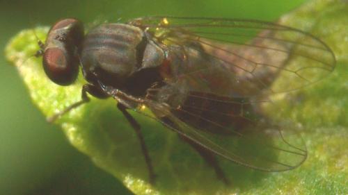 Platypezinae
