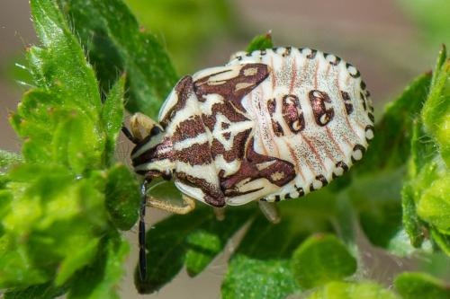 Réf. 195 095 : Carpocoris sp.