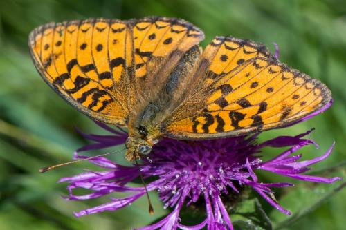 Argynnis (niobe-aglaja)