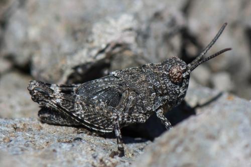 Réf. 195 533 : Locustinae inconnu