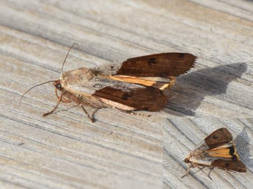 Noctua pronuba