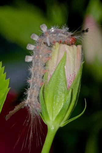 Lymantriinae