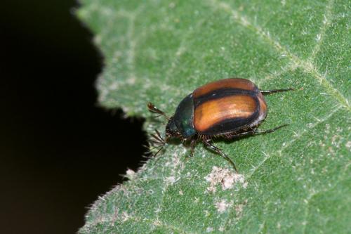 Melolonthinae