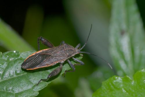 Physomerus sp.