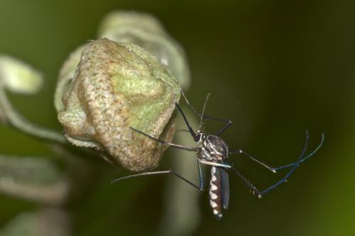 Armigeres sp.
