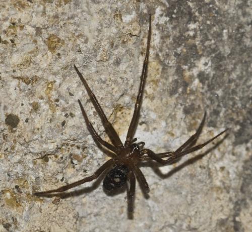 Steatoda grossa