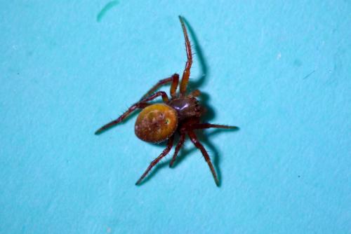 Araniella sp.