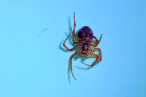 Araniella sp.