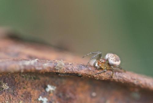 Araniella sp.