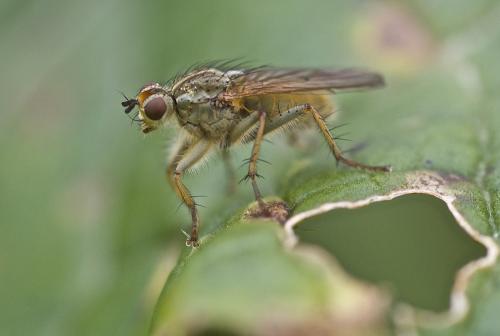 Scathophaga stercoraria