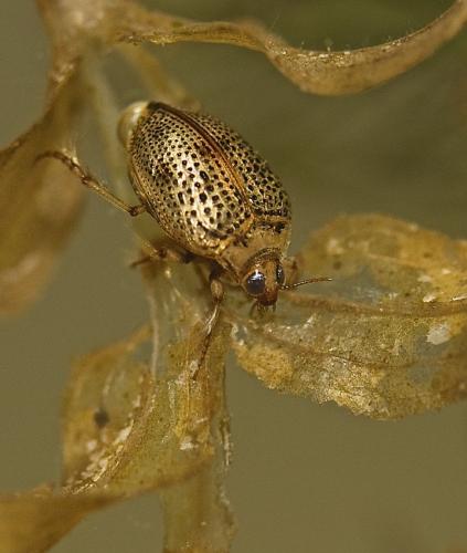 Peltodytes rotundatus