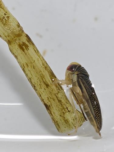 Sigara sp.