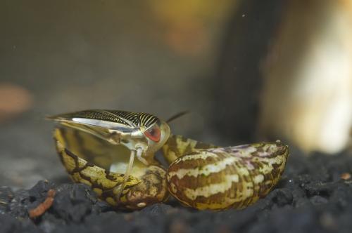 Sigara sp.