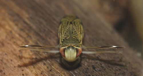 Sigara sp.