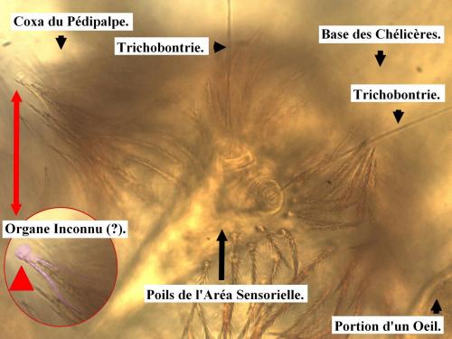 Réf. 195 712 : Paratrombium sp.