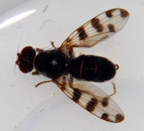 Réf. 195 805 : Ceroxys hortulana