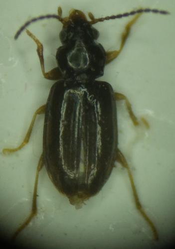 Réf. 195 977 : Tachys bistriatus