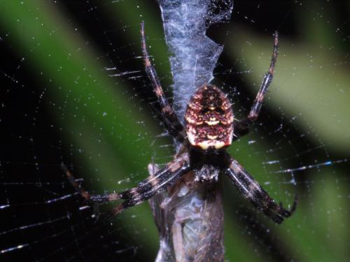Gea spinipes