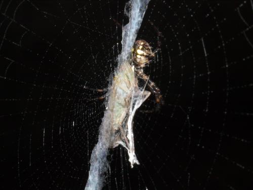 Gea spinipes