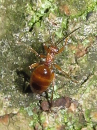 Biorhiza pallida