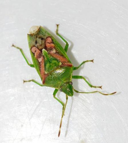 Réf. 195 367 : Cyphostethus tristriatus