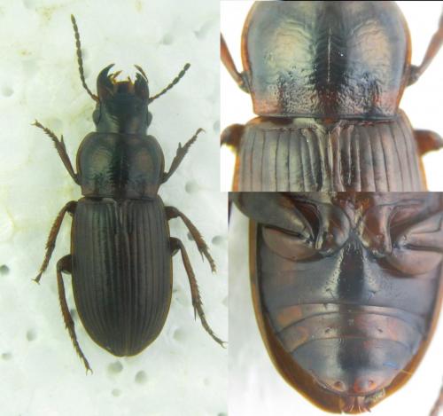 Harpalus attenuatus