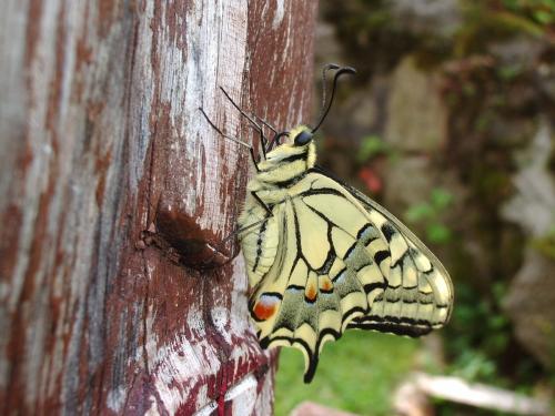 Papilio machaon