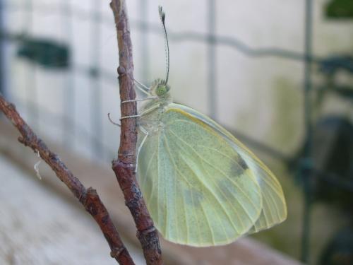 Réf. 195 177 : Pieris brassicae