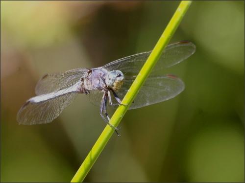 Orthetrum coerulescens