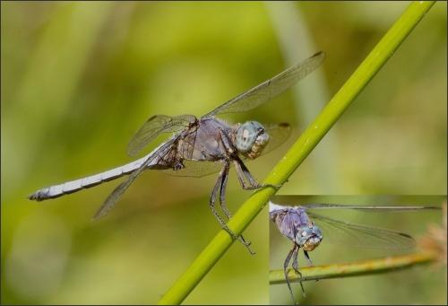 Orthetrum coerulescens