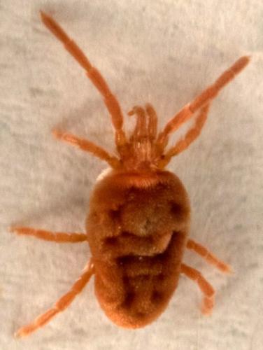 Réf. 195 383 : Allothrombium sp.