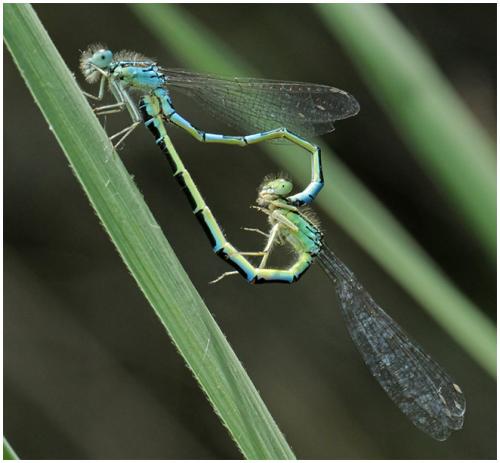Réf. 195 480 : Coenagrion scitulum
