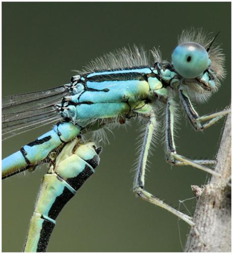 Réf. 195 481 : Coenagrion scitulum