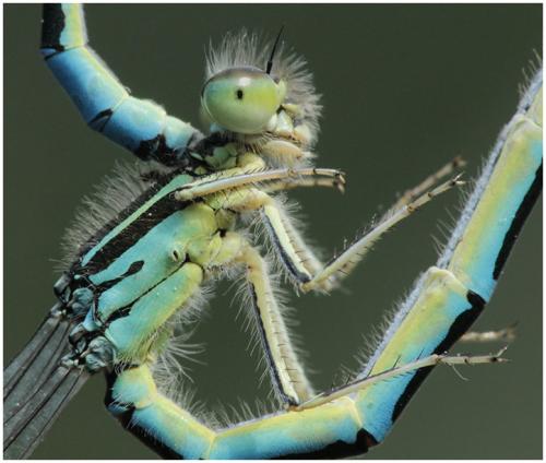 Réf. 195 482 : Coenagrion scitulum