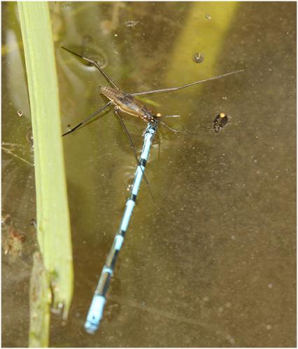 Coenagrion puella