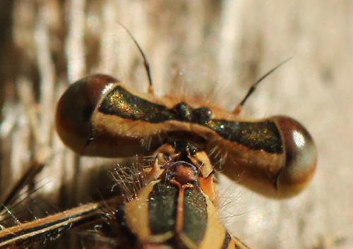 Réf. 195 728 : Platycnemis acutipennis