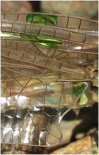 Onychogomphus forcipatus