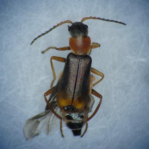 Cerapheles lateplagiatus