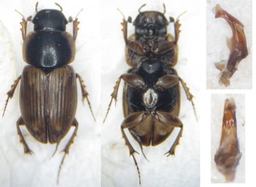 Réf. 195 166 : Melinopterus sp.