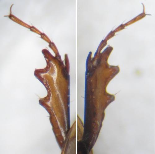 Réf. 195 229 : Melinopterus sp.