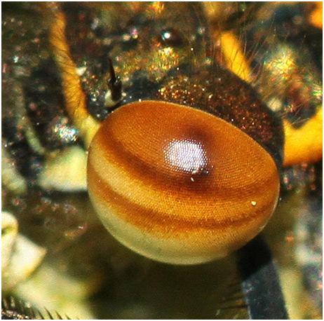 Pyrrhosoma nymphula