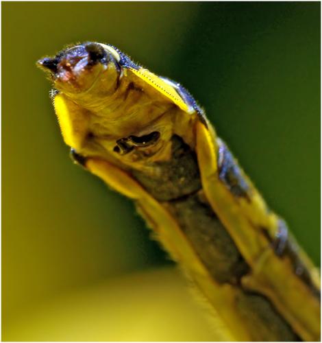 Gomphus vulgatissimus